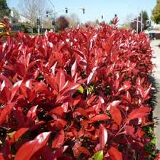 Check spelling or type a new query. Evergreen Spd Fife