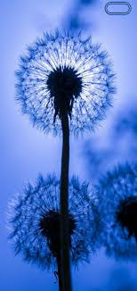 Download hd samsung galaxy s10 wallpapers best collection. Galaxy S10 Fon Rasmlari Androidsis