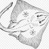Gambar mewarnai ikan paus contoh gambar mewarnai mewarnai gambar ikan paus baiklah ayah bunda berikut ini saya posting gambar mewarnai ikan paus ikan paus termasuk dalam keluarga mamalia meskipun dinamakan ikan karena berwujud seperti. 1
