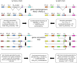 Immunoglobulin Light Chain An Overview Sciencedirect Topics