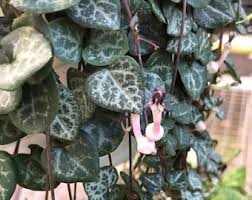 Image result for Ceropegia nilotica