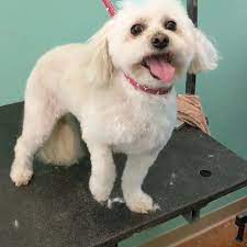 Blissful pet grooming san antonio. Blissful Pet Grooming Home Facebook