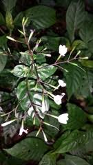 Image result for Isoglossa eliasbandae