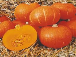 The golden nugget squash is also called or known as the oriental pumpkin and it characterized by a smaller size than the regular pumpkin and a color which is paler than the bright orange. Squash Sunshine F1 All America Selections
