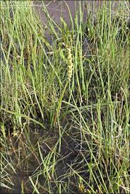 Image result for Triglochin