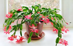 Even botanists don't always agree, except on where it originates. The Key To Getting Your Christmas Cactus To Bloom Is Keeping It At The Right Temperature Christmas Cactus Plant Christmas Cactus Care Christmas Cactus Propagation