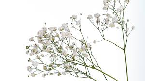 You'll notice all these trees are native to michigan. Baby S Breath Flowers Are Invasive To Michigan Native Plants