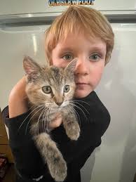 Kitten hiding in laundry basket