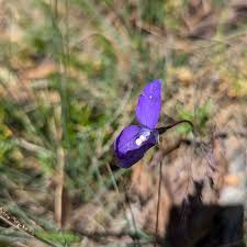Image result for Wahlenbergia denticulata