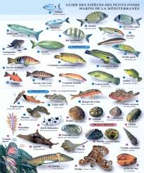 Poisson De Mer La Mer Poisson Mer Conseils De Peche Poisson Tropical