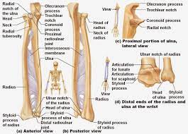 In this anatomy lesson, i'll cover the basic anatomy of these two forearm bones, which are classified as. Radius Bone Anatomy Ppt Radius Bone Anatomy Human Anatomy Diagram Anatomy Bones Human Anatomy And Physiology Physiology