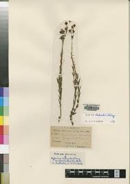 Image result for Hypericum lalandii