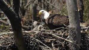 Old man being of the earth can you tell me of my worth on my way back home take me home. Delaware Highlands Conservancy The Return Of The Bald Eagle To The Upper Delaware River Region Facebook