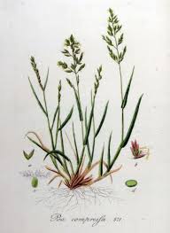 Image result for Digitaria compressa