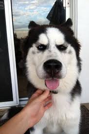 In mild cases the benadryl really should work. Dog Stung By Bee Symtoms Remedy Pictures Reckon Talk