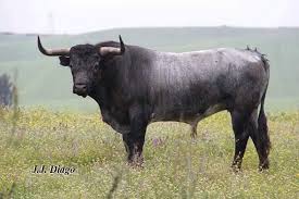 Pin By Daktari On Los Toros Bull Cow Cattle Animals
