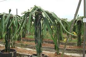 3 harvesting dragon fruit at the appropriate time. Pitaya Dragon Fruit Hylocereus Undatus