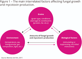 Image result for Mycotoxin