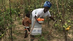 Young And Pregnant Reducing Teenage Pregnancy And Improving Food And Health In Zambia