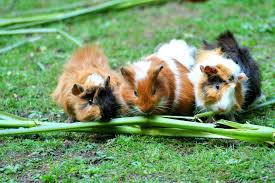 What Do Guinea Pigs Eat