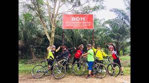 Ladang teh di bukit cheeding ini juga turut dikenali sebagai ladang teh sri cheeding. Ladang Teh Sri Cheeding Mtb Trail Ride 2 0 Youtube