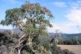 Image result for Hagenia abyssinica