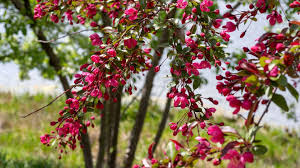 A million members, donors, and partners support our programs to make our world greener and healthier. 7 Small Flowering Trees For Small Spaces Arbor Day Blog