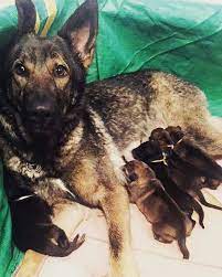 We got him as a puppy. Akc Ohio German Shepherd Puppies German Shepherd Dog Breeder Pickerington Ohio