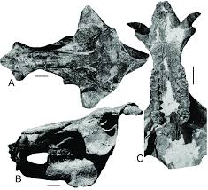 Image result for Platycaulos