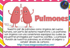 Fichas Con Organos Del Cuerpo Humano Para Ninos 8 Organos Del Cuerpo Humano Cuerpo Humano Para Ninos Cuerpo Humano