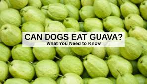 Check spelling or type a new query. Can Dogs Eat Guava What You Need To Know About Dogs And Guava