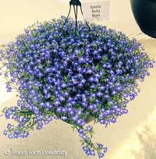 Image result for Lobelia trullifolia