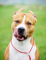 They are quite muscular for their size, which can make them a handful on. 10 Best American Staffordshire Terrier Names The Paws