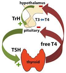 T4 Free Thyroxine Second Opinion Physician