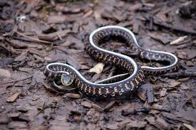 Sorry i didn't get around to. From The Contact Station April 2018 Friends Of The Ridgefield National Wildlife Refuge