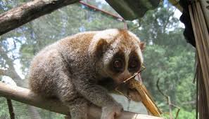 There are many different animals that are native to indonesia. Two Apps To Help Indonesian Officials Track Illegal Animal Trade Govinsider