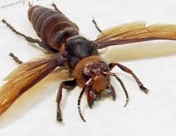 Black And White Wasp With Long Stinger Japanese Giant Hornet Wings Google Search Japanese Giant Hornet Japanese Hornet