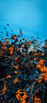 Looking for some great wallpapers for your iphone or ipad? Autumn Wallpaper For Iphone Kolpaper Awesome Free Hd Wallpapers