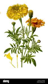 Image result for Tagetes erecta