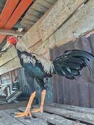 Maybe you would like to learn more about one of these? Ayam Magon Ciri Ciri Jenis Harga Kelebihan Cara Merawat