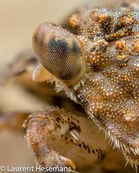 Image result for Blepharis stuhlmannii