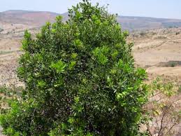 Image result for Euclea