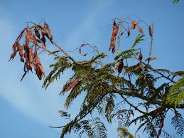 Image result for Acacia amythethophylla