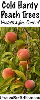 Check spelling or type a new query. Cold Hardy Peach Trees For Zone 4