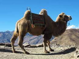 The camel doesn't store fat all over its body because fat keeps the animal warm and camels live in the desert, they do not want to be warm during the day. Camel Pictures And Facts Bactrian Camels