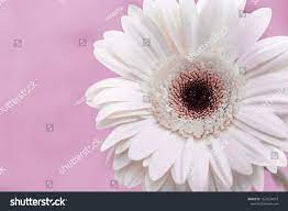 Gerbera Natural Flower With White Petals On Pink Background With Copy Space For Your Text Floral Design Greeting Card With Nature Plant Gerbera Flowers Petals