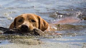 Sold red labs for sale in mn. Fox Red Lab Your Guide To The Fox Red Labrador Retriever