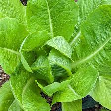 Image result for Lactuca setosa
