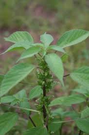 Image result for Acalypha psilostachya