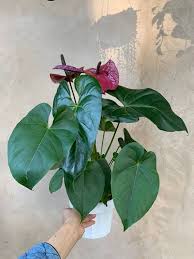 Large Purple Anthurium 6 Live Plants Houseplants Etsy Anthurium Plants Live Plants